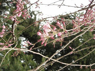 枝垂れ桜