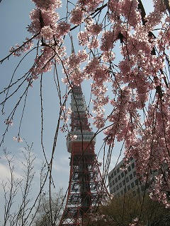 桜満開