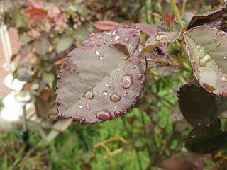 雨