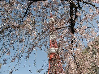 桜とタワー