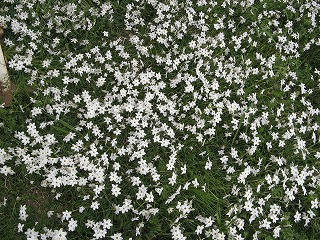 花ニラ