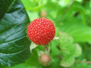 木いちご