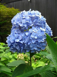 紫陽花