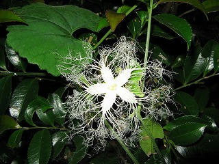 からすうりの花