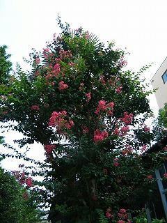百日紅
