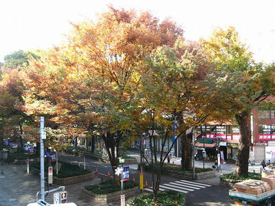 紅葉