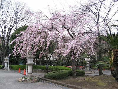 増上寺の桜