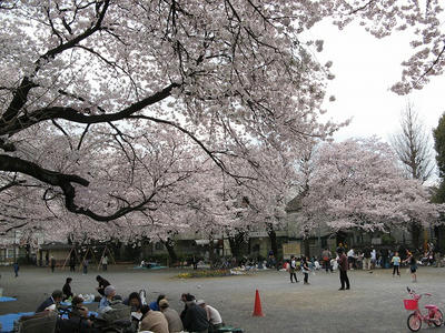 近所の桜満開