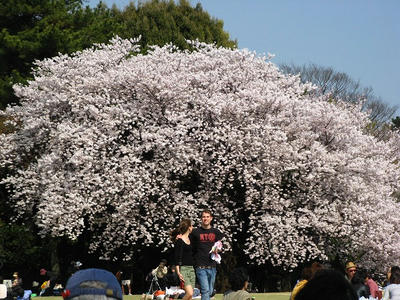 御苑の桜
