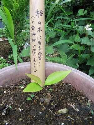 椎の木誕生