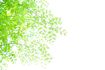 緑 木 新緑 新芽 日本 木の葉 木漏れ日 背景  壁紙