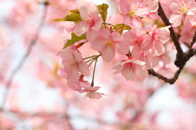 花 桜 満開 ピンク 散る 桃色 背景  壁紙