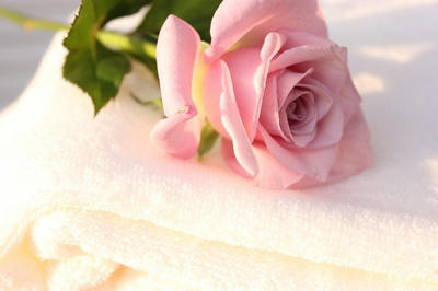 植物 花 薔薇 ばら バラ 白 無地 ホワイト ピンク ふわふわ ふかふか ソフト 柔らかい 汚れた くずれた 湿った 夕方 斜光 毎日 アップ ブラインドウ テーブル 直置き 使用後 使用済 バスグッズ バス用品