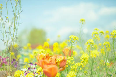 満開 開く 花びら 黄色 オレンジ色 橙色 幻想的 背景  壁紙