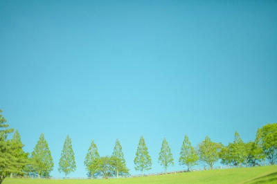 森 森林 晴れ 晴天 鮮やか 幻想的 背景  壁紙