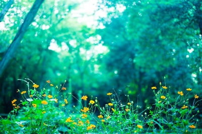 植物 木 樹木 緑 花びら つぼみ 黄色 風景 景色 背景  壁紙
