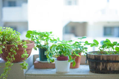 インテリア 観葉植物 カフェ風 おしゃれ 背景  壁紙