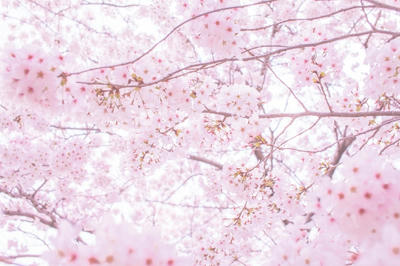 桜 春 花 フラワー さくら サクラ ピンク 桃色 満開 風景 樹木 樹 幹 植物 開花 季節 四季 背景  壁紙