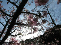 sakura-seiwa.jpg
