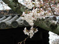 sakura-gangoji.jpg