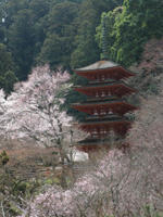 sakura-gpjunotou.jpg