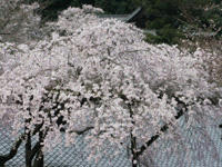 sakura-hasedera2.jpg