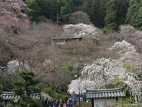 sakura-hasedera.jpg