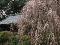 sakura-ohnodera.jpg