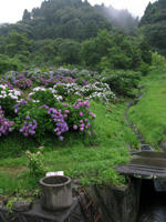 ajisai-chiba.jpg