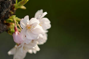 sakura1.jpg