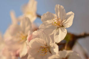 sakura-up.jpg