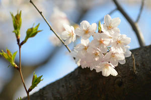 sakura3.jpg
