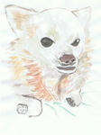 犬３