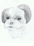 犬４