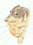 犬１０