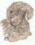 犬１２