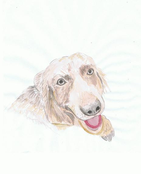 犬14