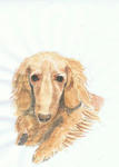 犬19