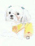 犬20