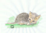 ねこ５