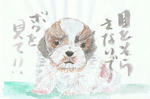 犬26