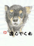 犬29