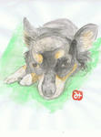 犬31