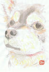 犬30
