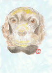 犬34