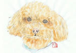 犬36
