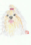 犬37