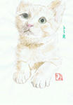 猫１