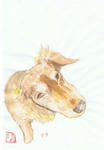 犬54