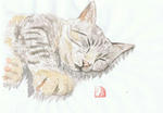 猫2